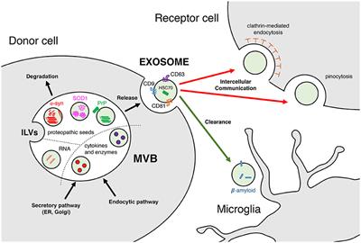 Exosomes, an Unmasked Culprit in Neurodegenerative Diseases